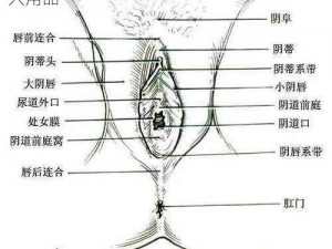 大陰蒂 BBwBBB 大陰唇视频：超刺激的成人用品