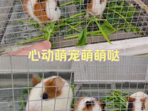 QQ音速萌瞄小知独特动作攻略：轻松掌握玩转萌瞄技巧