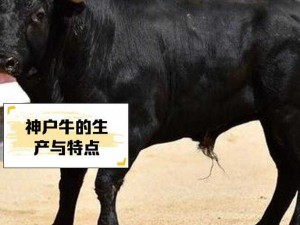 简单处理和牛做太舒服了的方法：日本和牛最简单处理方法