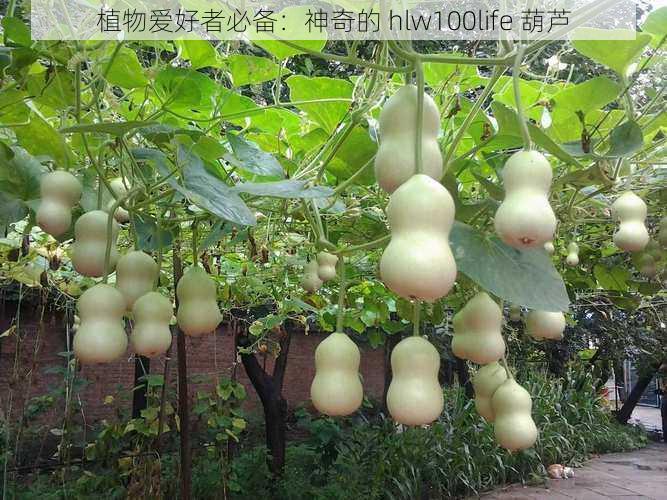 植物爱好者必备：神奇的 hlw100life 葫芦