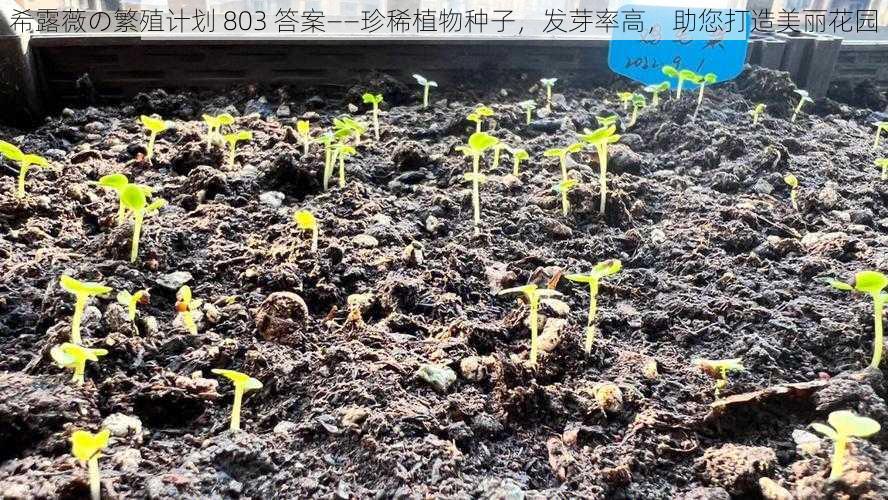 希露薇の繁殖计划 803 答案——珍稀植物种子，发芽率高，助您打造美丽花园