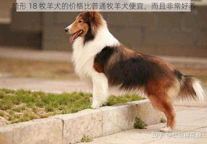 畸形 18 牧羊犬的价格比普通牧羊犬便宜，而且非常好养