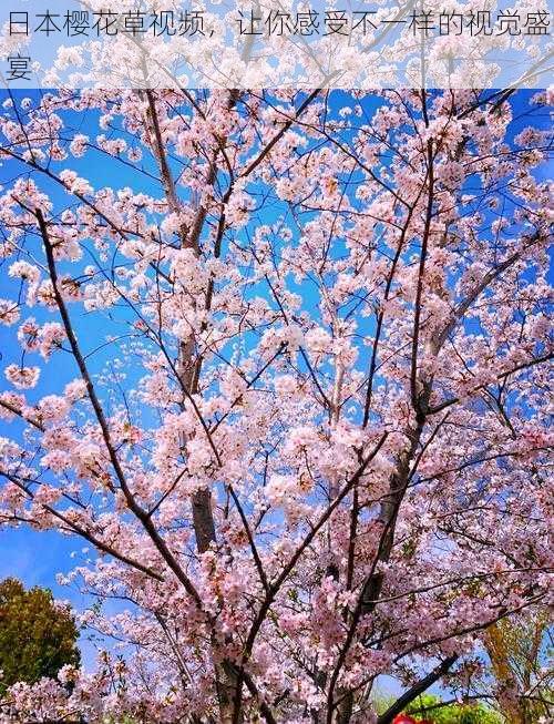 日本樱花草视频，让你感受不一样的视觉盛宴